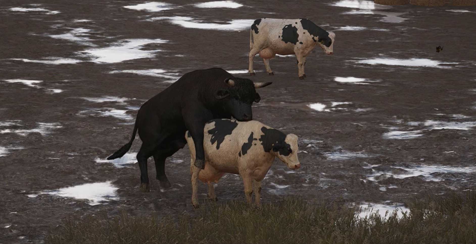 Far cry 5 bull testicles