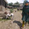 Kingdom Come: Deliverance II - Henry and Mutt